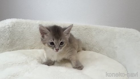 齋木宗幸ブリーダーのソマリの子猫