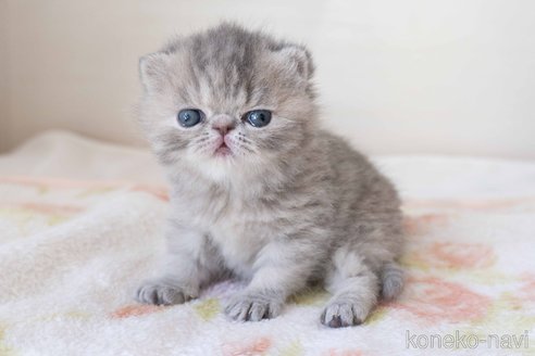 成約済の東京都のエキゾチックショートヘア-104225の20枚目