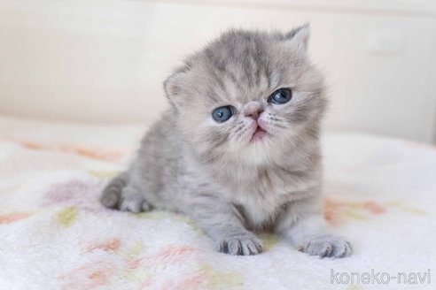 成約済の東京都のエキゾチックショートヘア-104225の19枚目