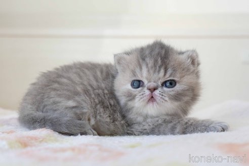成約済の東京都のエキゾチックショートヘア-104225の17枚目