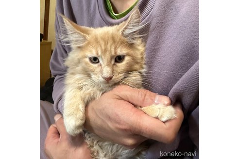成約済の福岡県のメインクーン-97380の1枚目