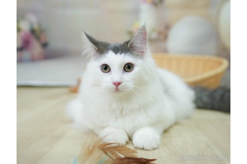 成約済の千葉県のノルウェージャンフォレストキャット-104228