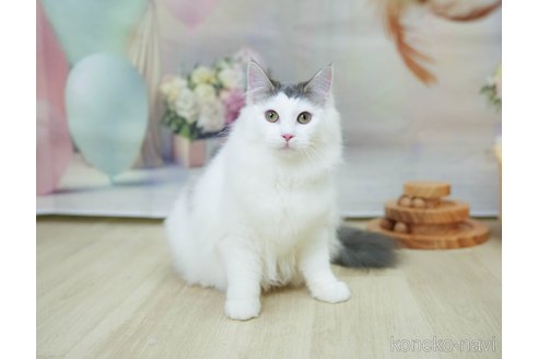 成約済の千葉県のノルウェージャンフォレストキャット-104228の12枚目