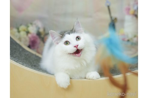成約済の千葉県のノルウェージャンフォレストキャット-104228の13枚目