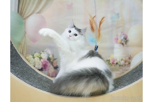 成約済の千葉県のノルウェージャンフォレストキャット-104228の14枚目