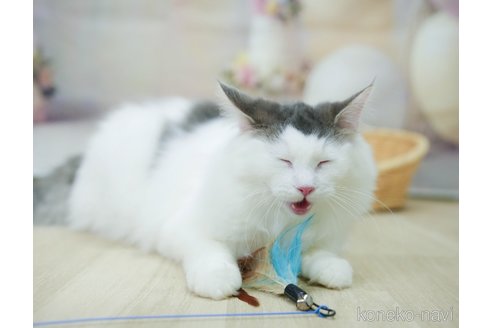 成約済の千葉県のノルウェージャンフォレストキャット-104228の15枚目