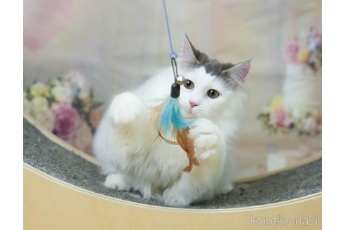 成約済の千葉県のノルウェージャンフォレストキャット-104228の9枚目