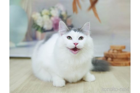 成約済の千葉県のノルウェージャンフォレストキャット-104228の10枚目