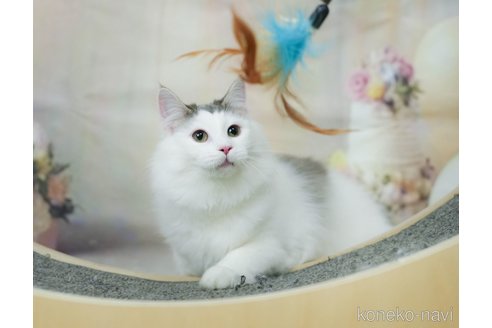 成約済の千葉県のノルウェージャンフォレストキャット-104228の11枚目