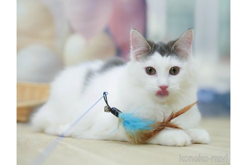 成約済の千葉県のノルウェージャンフォレストキャット-104228の3枚目