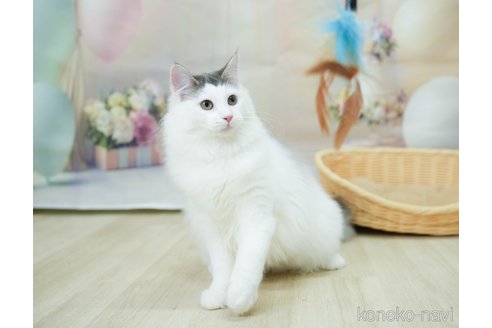 成約済の千葉県のノルウェージャンフォレストキャット-104228の4枚目