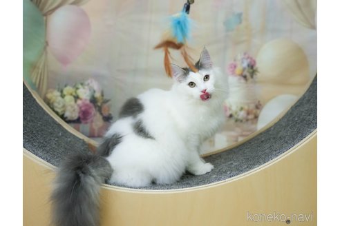成約済の千葉県のノルウェージャンフォレストキャット-104228の5枚目