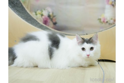 成約済の千葉県のノルウェージャンフォレストキャット-104228の7枚目