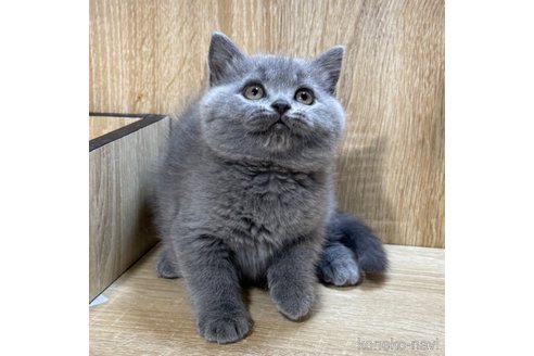 成約済の大阪府のブリティッシュショートヘア-104233の3枚目