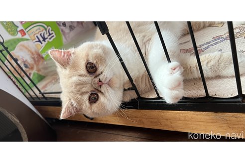 成約済の神奈川県のエキゾチックショートヘア-91998の1枚目