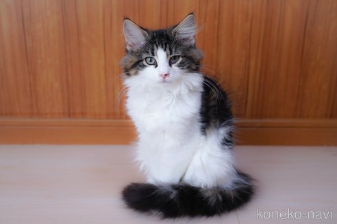 成約済の愛知県のノルウェージャンフォレストキャット-104237の10枚目