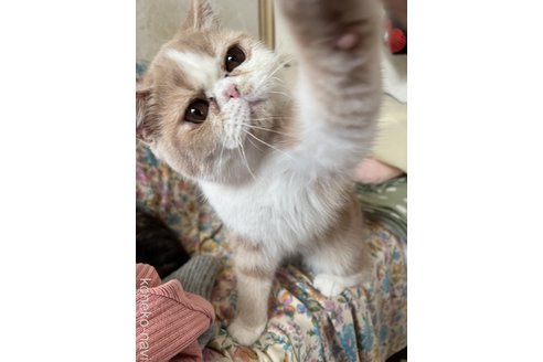 成約済の神奈川県のエキゾチックショートヘア-91994の4枚目