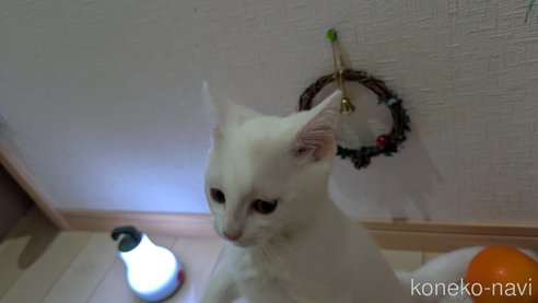 成約済の広島県のその他の猫種-97411の15枚目