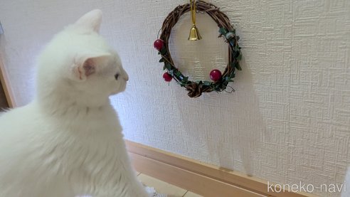 成約済の広島県のその他の猫種-97411の12枚目