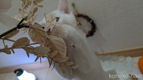 成約済の広島県のその他の猫種-97411の13枚目