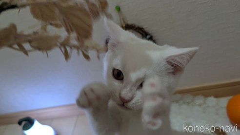 成約済の広島県のその他の猫種-97411の10枚目