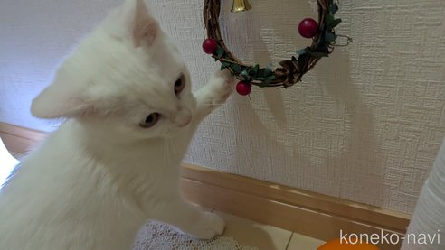 成約済の広島県のその他の猫種-97411の11枚目