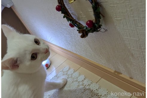 成約済の広島県のその他の猫種-97411の9枚目