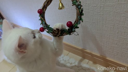成約済の広島県のその他の猫種-97411の8枚目
