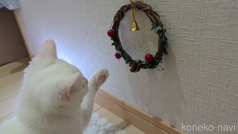 成約済の広島県のその他の猫種-97411の7枚目