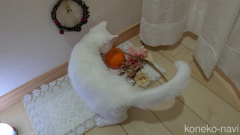 成約済の広島県のその他の猫種-97411の3枚目