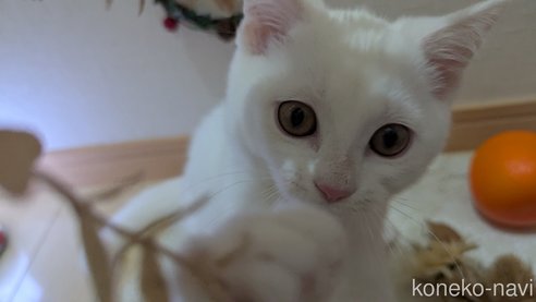 成約済の広島県のその他の猫種-97411の1枚目