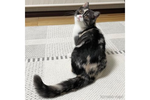 成約済の愛知県のミヌエット-93351の22枚目