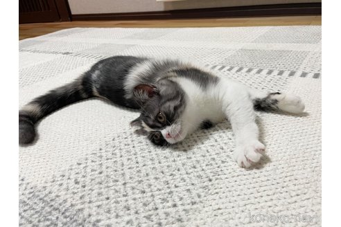 成約済の愛知県のミヌエット-93351の21枚目