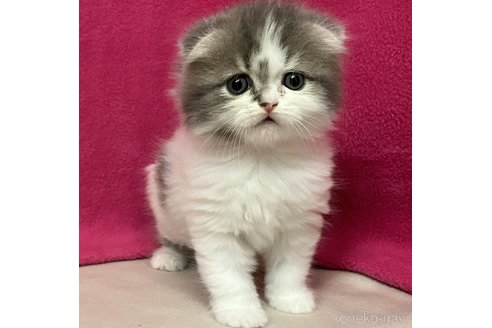 成約済の三重県のスコティッシュフォールド(折れ耳)-102761の1枚目