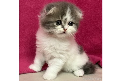 成約済の三重県のスコティッシュフォールド(折れ耳)-102761の2枚目