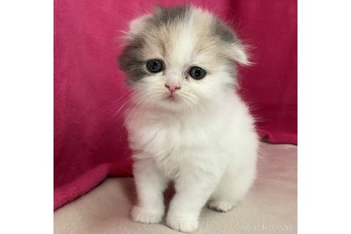 成約済の三重県のスコティッシュフォールド(折れ耳)-102760の1枚目