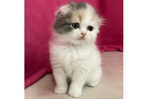 成約済の三重県のスコティッシュフォールド(折れ耳)-102760の2枚目