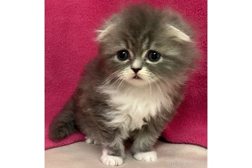 成約済の三重県のスコティッシュフォールド(折れ耳)-102762の2枚目