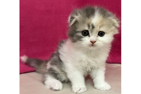 成約済の三重県のスコティッシュフォールド(折れ耳)-103120の2枚目
