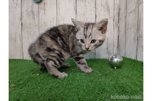 成約済の三重県のアメリカンショートヘア-104260の3枚目