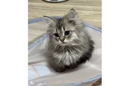 成約済の千葉県のペルシャ-104263の2枚目