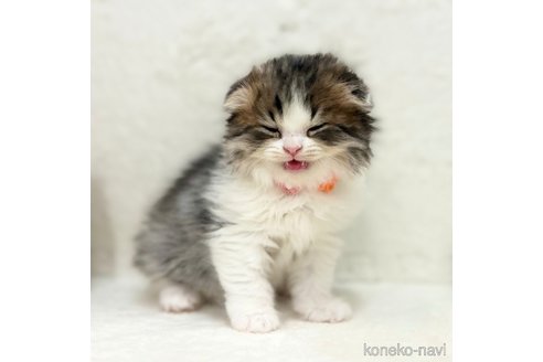 成約済の神奈川県のスコティッシュフォールド(折れ耳)-104266の3枚目