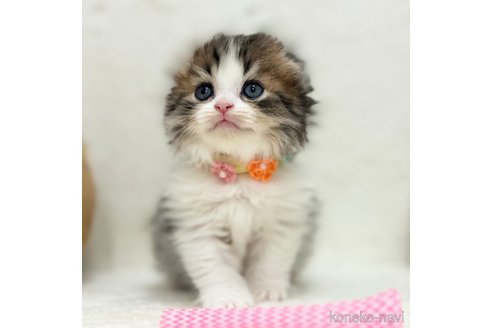 成約済の神奈川県のスコティッシュフォールド(折れ耳)-104266の5枚目