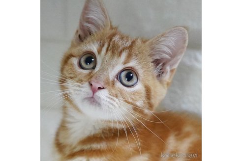 成約済の愛知県のスコティッシュフォールド-104300の6枚目