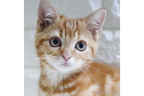 成約済の愛知県のスコティッシュフォールド-104300の2枚目
