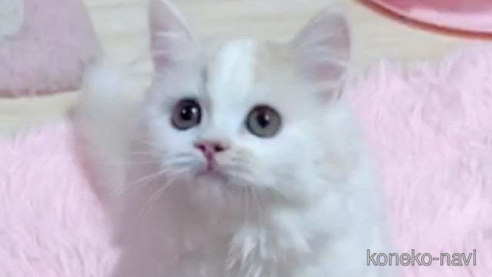 成約済の愛媛県のスコティッシュフォールド-104278の1枚目