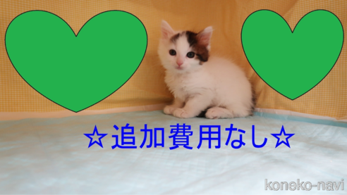 成約済の東京都のメインクーン-104344の1枚目