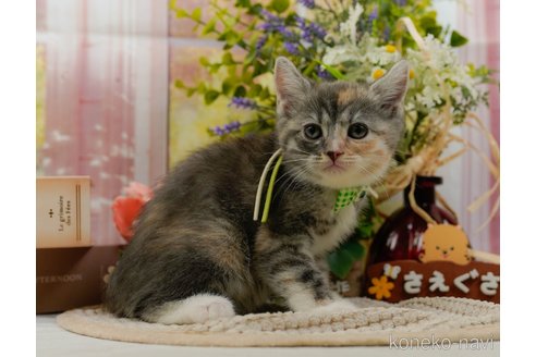 成約済の神奈川県のマンチカン-104357の3枚目