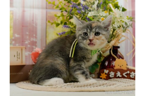 成約済の神奈川県のマンチカン-104357の5枚目