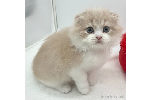 成約済の愛知県のスコティッシュフォールド(折れ耳)-104367の2枚目